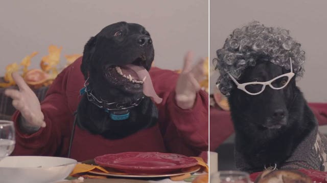 K-9s tell dad jokes, scroll through ‘Dogstagram’ around Thanksgiving table in funny holiday video