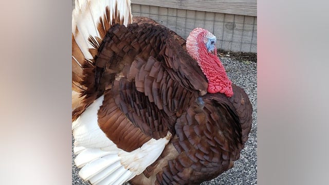 'Trump' the turkey to be pardoned for Thanksgiving