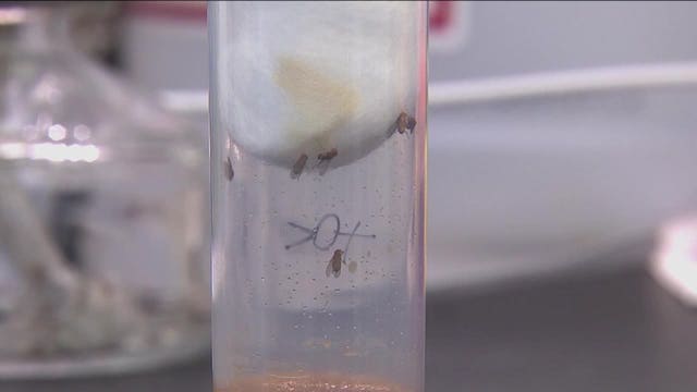 Fruit flies helping researchers diagnose and find treatments for unusual diseases