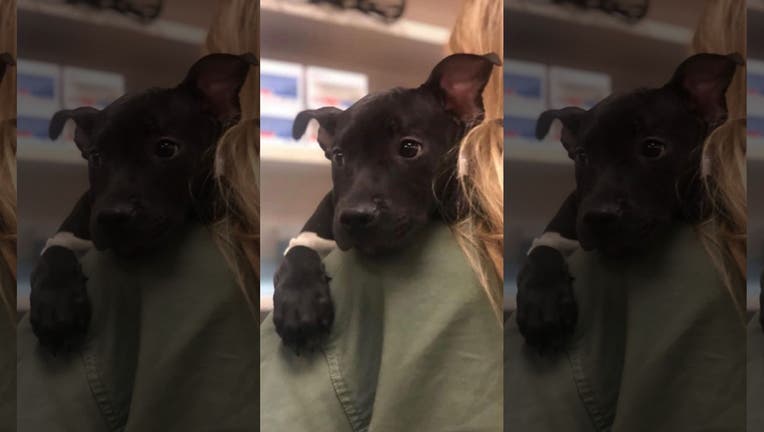 tyler-3-Ramapo-Bergen-Animal-Refuge.jpg