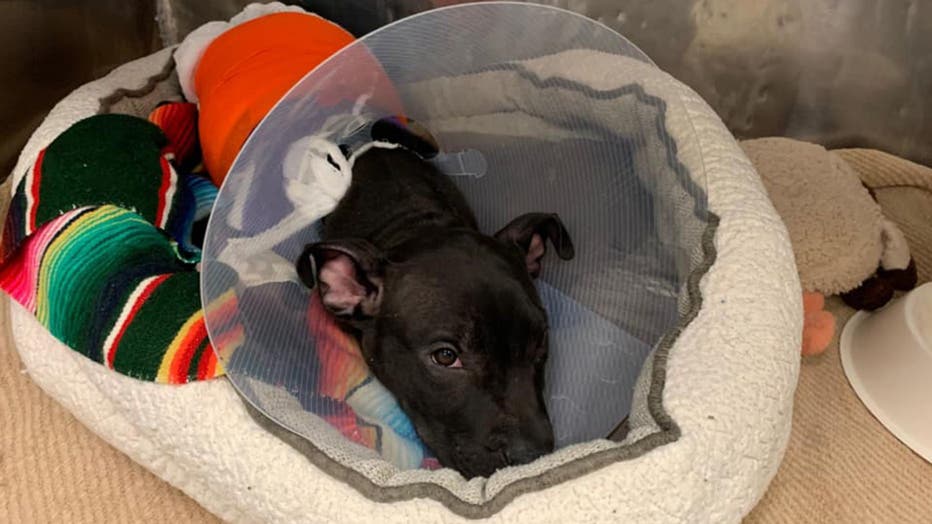 tyler-2-Ramapo-Bergen-Animal-Refuge.jpg