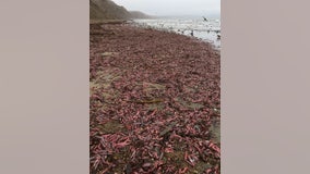 Fat innkeeper worms, also known as 'penis fish,' strand on Marin Beach