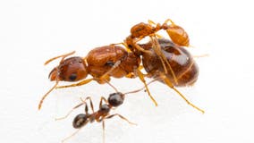 'Rodeo ants' that hitch a ride on larger ants discovered in Texas