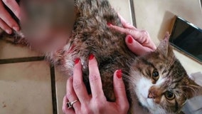 Boy finds his cat shot with an arrow