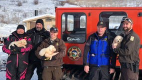 Utah couple rescues 'adorable' puppies living inside sheep carcass on snowy mountain