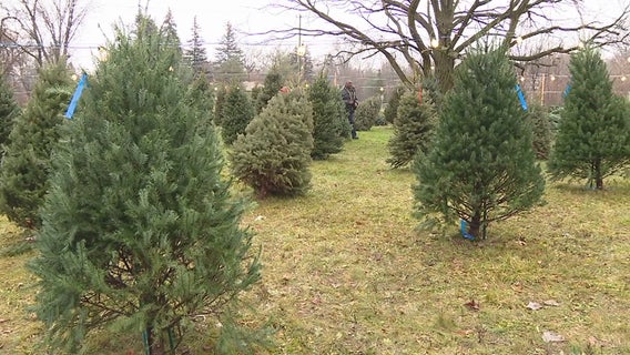At-risk youth run Christmas tree lot, coffee shop to learn job skills