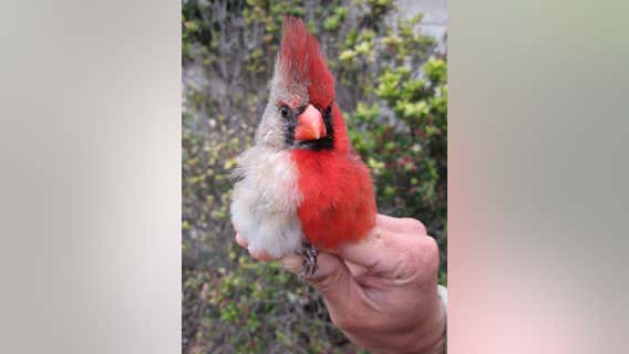 Cardinal with rare abnormality discovered in central Texas