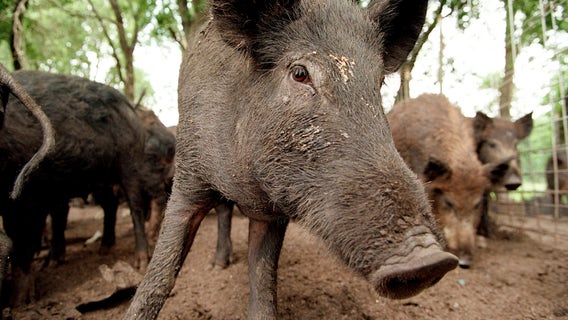 Chambers County begins 3-day wild hog control effort