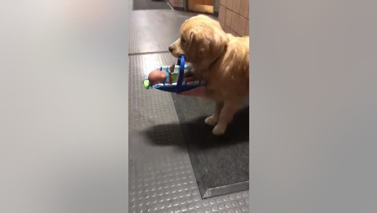Franklin, Mass. Police Therapy Dog, Ben Franklin, caught stealing toys