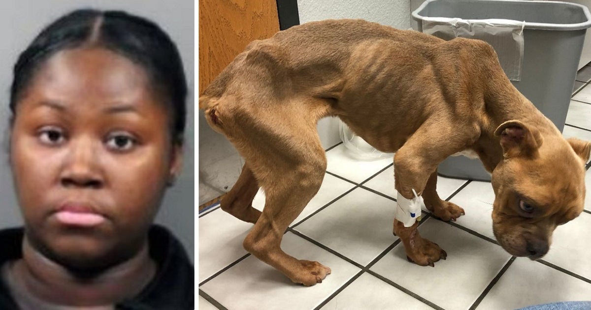 Woman arrested after emaciated dog found locked in kennel, placed in ...