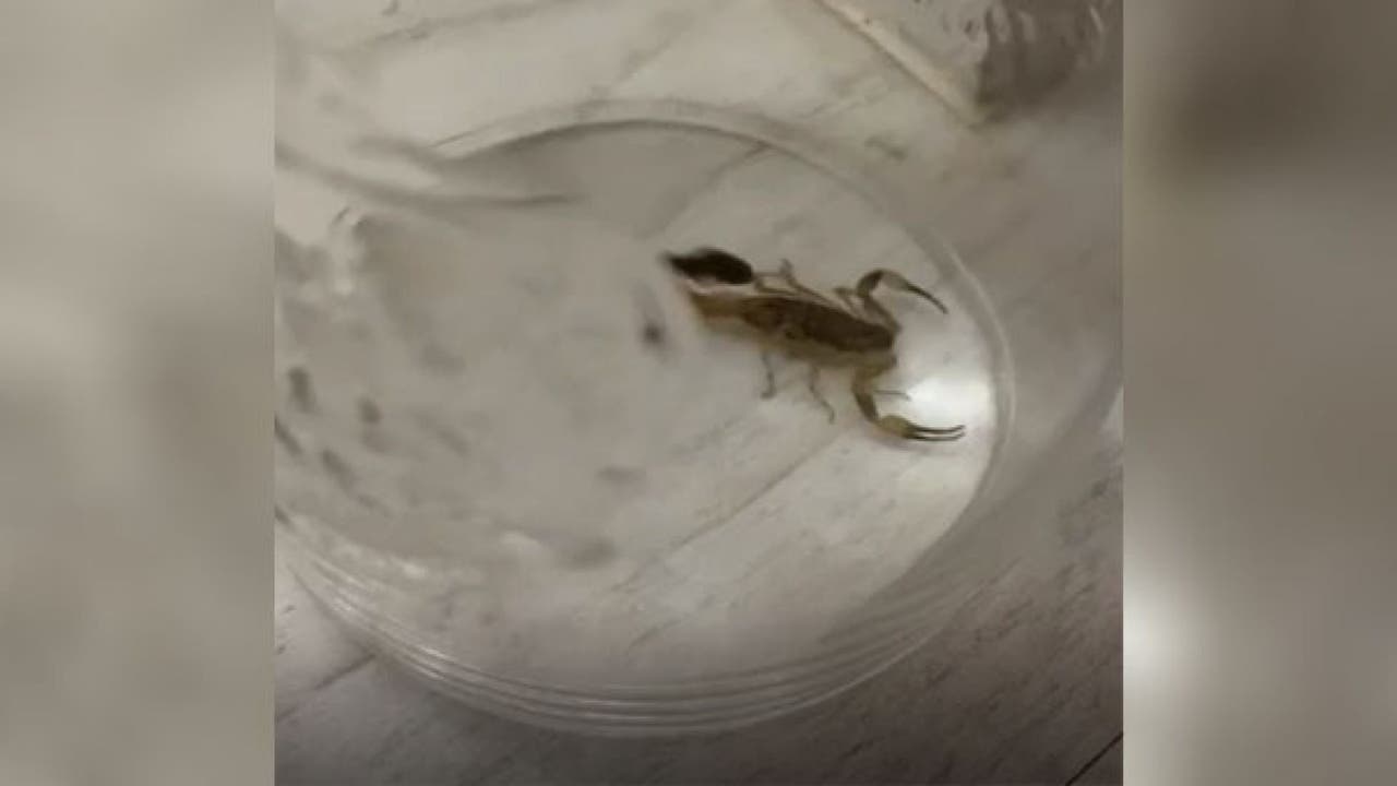 Venomous Scorpion Secretly Lives With Family For A Week After Stowing Away In Their Luggage Can scorpions survive underwater in pools? fox 26 houston