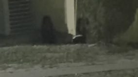 Skunks running rampant at Alief apartment complex