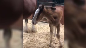 Meet Rynee, the Budweiser Clydesdales' first foal of 2020