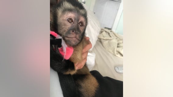 Arrest made for burglary resulting in monkey escape