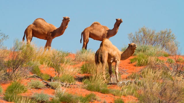 10,000 feral camels at risk of being shot as they search for water amid Australia’s severe drought