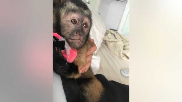 Arrest made for burglary resulting in monkey escape