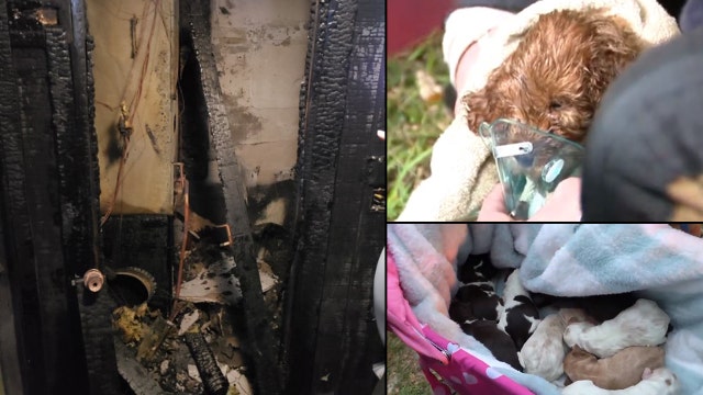 19 dogs killed after fire breaks out at Orange County breeder's home