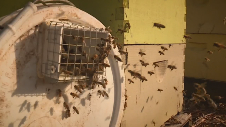 He estimated that the theft of the 92 hives, about a third of his operation, would cost him about $44,000 in revenue.