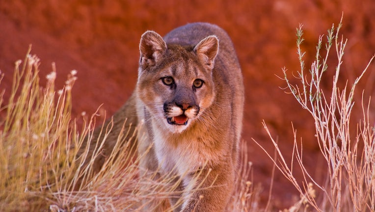 Mountain Lions in the mountains of Montana, United States (Photo by: Dennis Fast / VWPics/Universal Images Group via Getty Images)