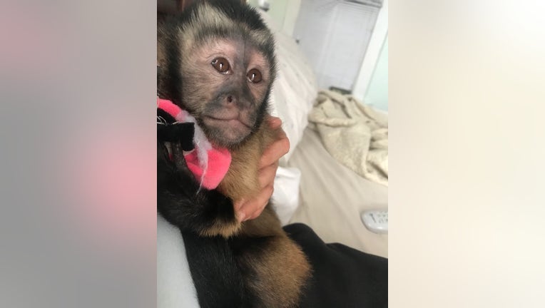 Police say Lilly, a Capuchin monkey who resides at the home located in the area of 19th Street and Sealy, escaped while the home was being burglarized.