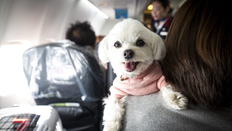 Emotional support animals and their owners allowed to sit together on flight