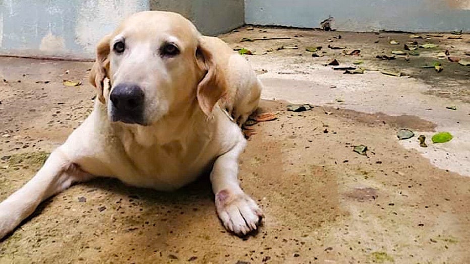 wings_of_rescue_puerto_rico_dogs_01.jpg