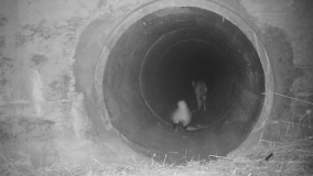 Badger and coyote seen traveling together in tunnel