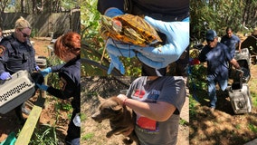 More than 200 animals seized from Katy home by Houston Humane Society