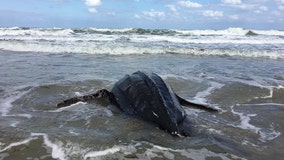 First leatherback sea turtle nest of 2020 is the earliest ever documented in Florida