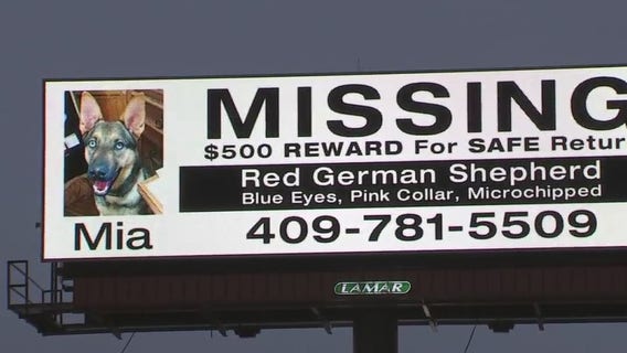 Unique search for missing pet saves lives of other dogs