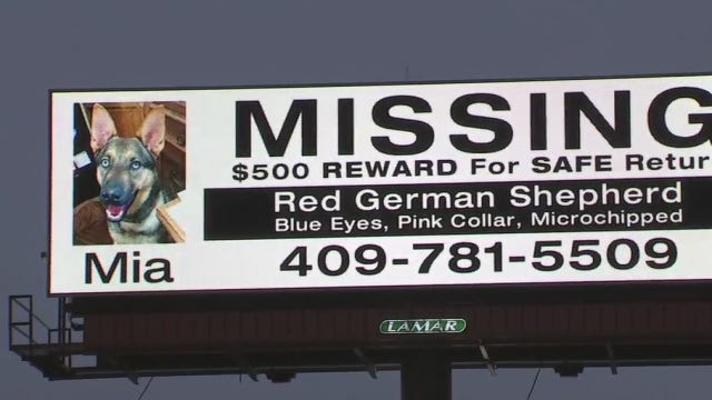 Unique search for missing pet saves lives of other dogs