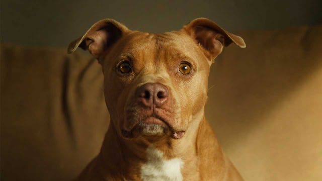 Denver mayor will veto legislation that would have ended the city’s ban on pit bulls