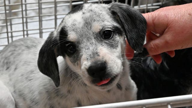 PETA mocked for calling 'pet' a 'derogatory' term, suggesting 'companion' instead