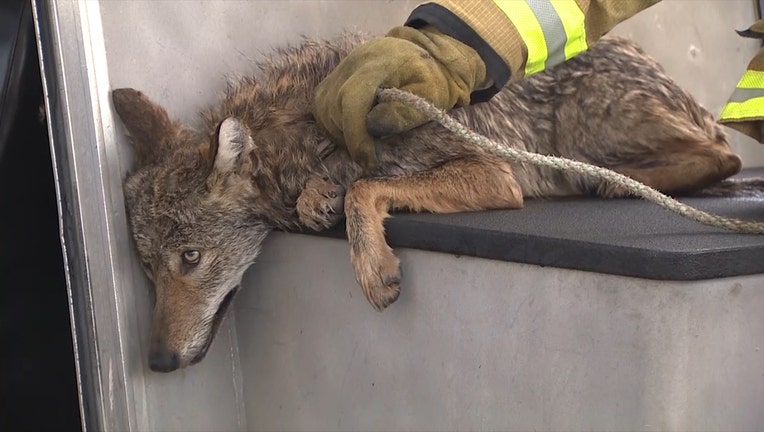 A Miami-Dade firefighter rests his hand on the exhausted coyote, who was just rescued from PortMiami.