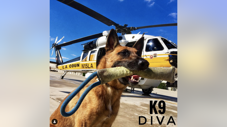 LACOFD-Search-Dog_3.png
