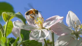 March 19 marks the earliest spring since 1896