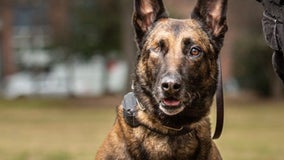 Year after shot in the line of duty, DeKalb K-9 tracks down hit-and-run suspect