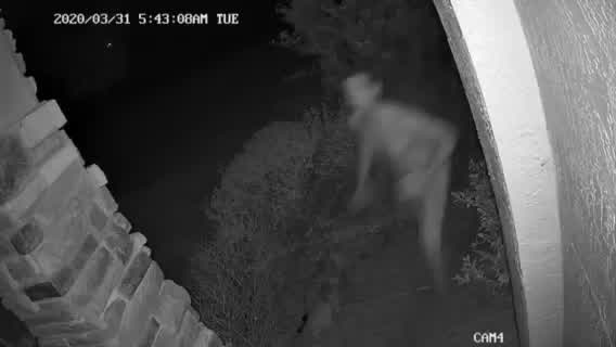 Deputies: Florida mother shoots burglar who entered home because 'dinosaurs were chasing him'