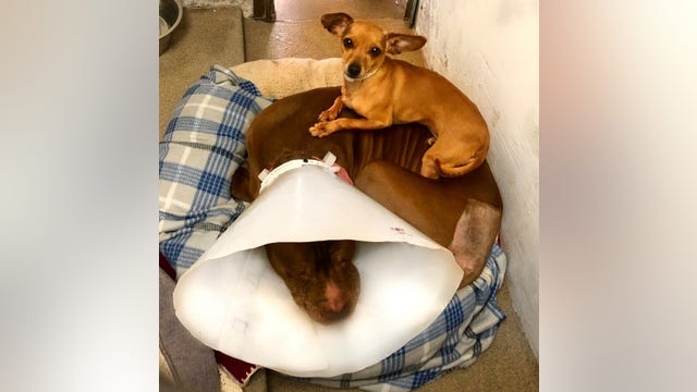 Fur-ever home found for inseparable Chihuahua and Pit Bull mix