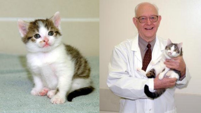 Copy Cat, the world’s first cloned cat dies 18 years after being cloned in College Station