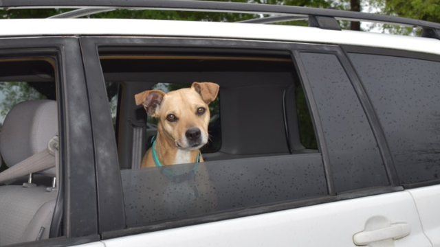 Houston Humane Society in need of donations after hundreds of families lined up for pet food