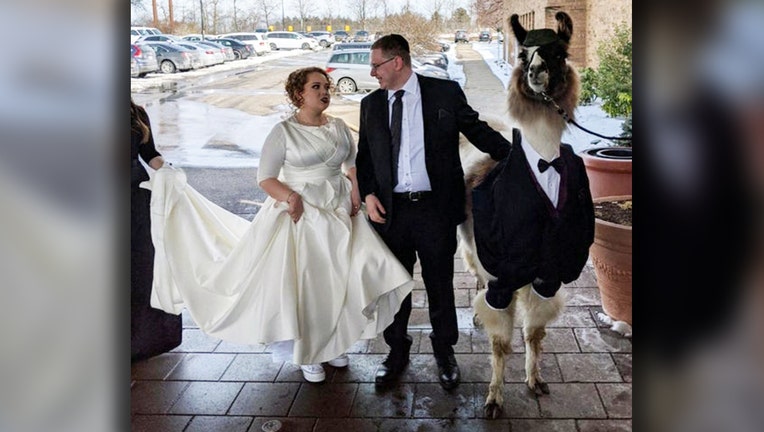 llama wedding 1
