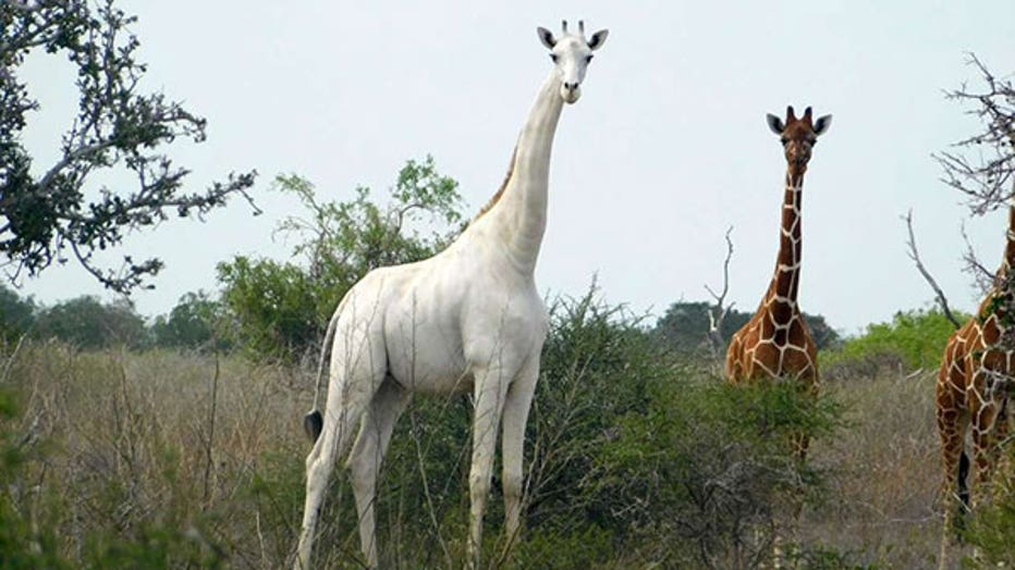 7cf1d228-white giraffe