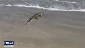 Alligator captured after swimming the waves at Surfside Beach