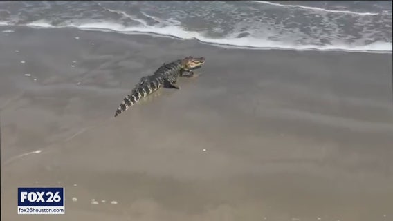 Alligator captured after swimming the waves at Surfside Beach