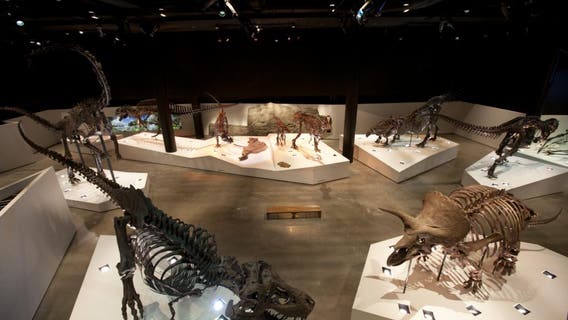 Houston Museum of Natural Science furloughs 70% of staff