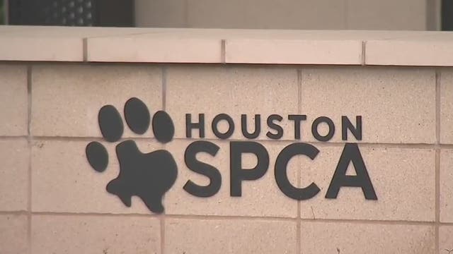 Can you pass COVID-19 to your pets?