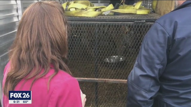 Hit show “Tiger King” reminds Houston of its own exotic animal problem