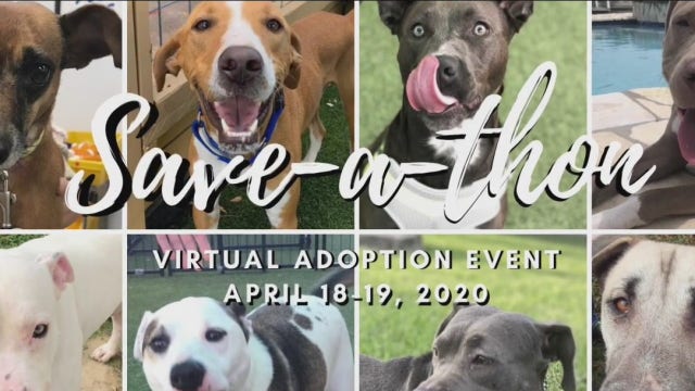 Animal shelters move to online adoptions during COVID-19 crisis