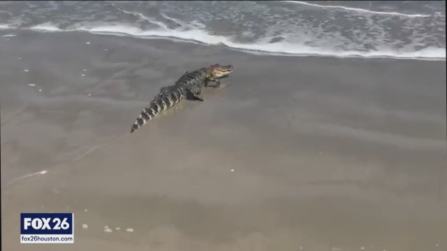 Alligator captured after swimming the waves at Surfside Beach